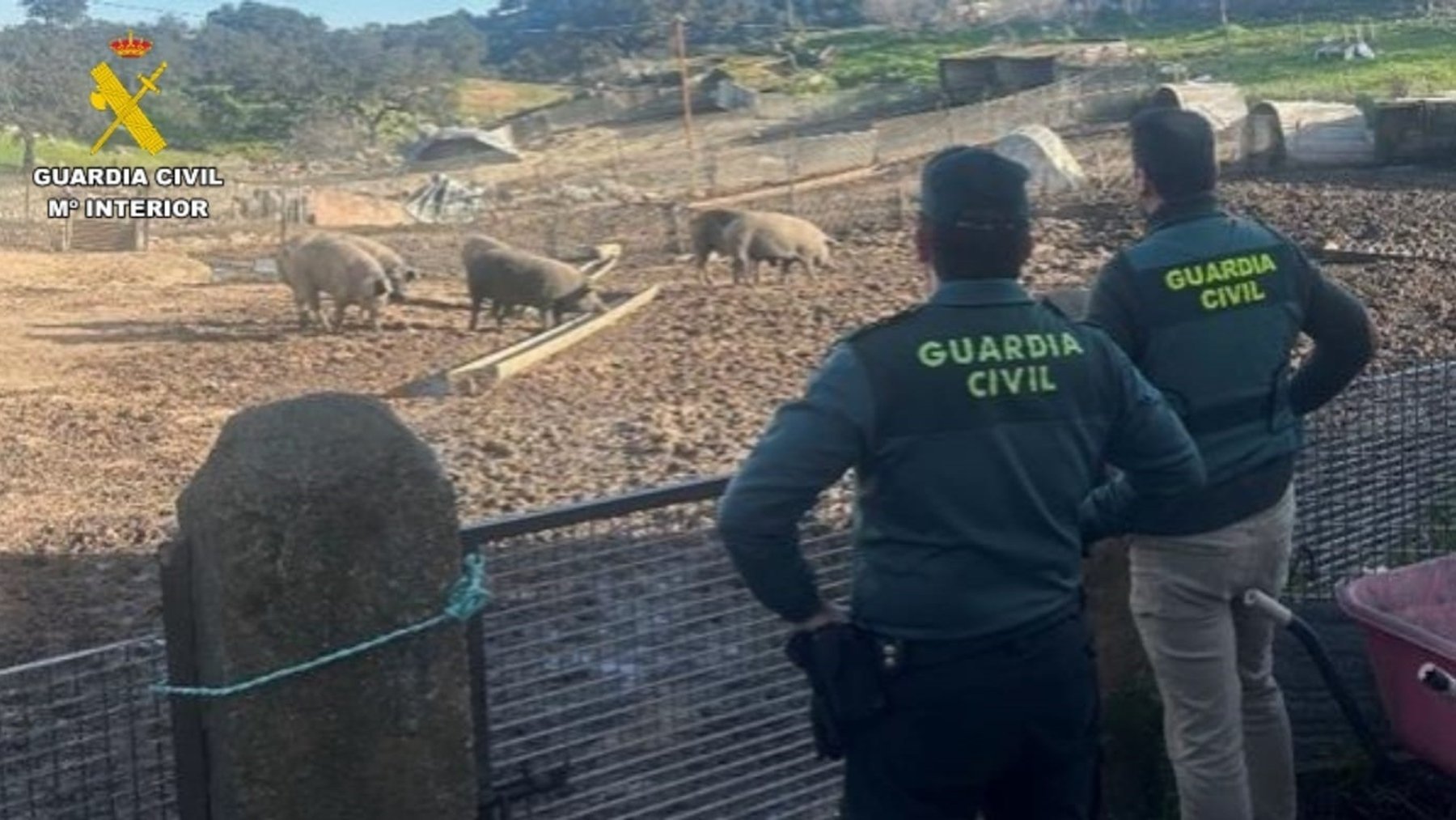 Agentes de la Guardia Civil frente a los cerdos, devueltos a su dueño.