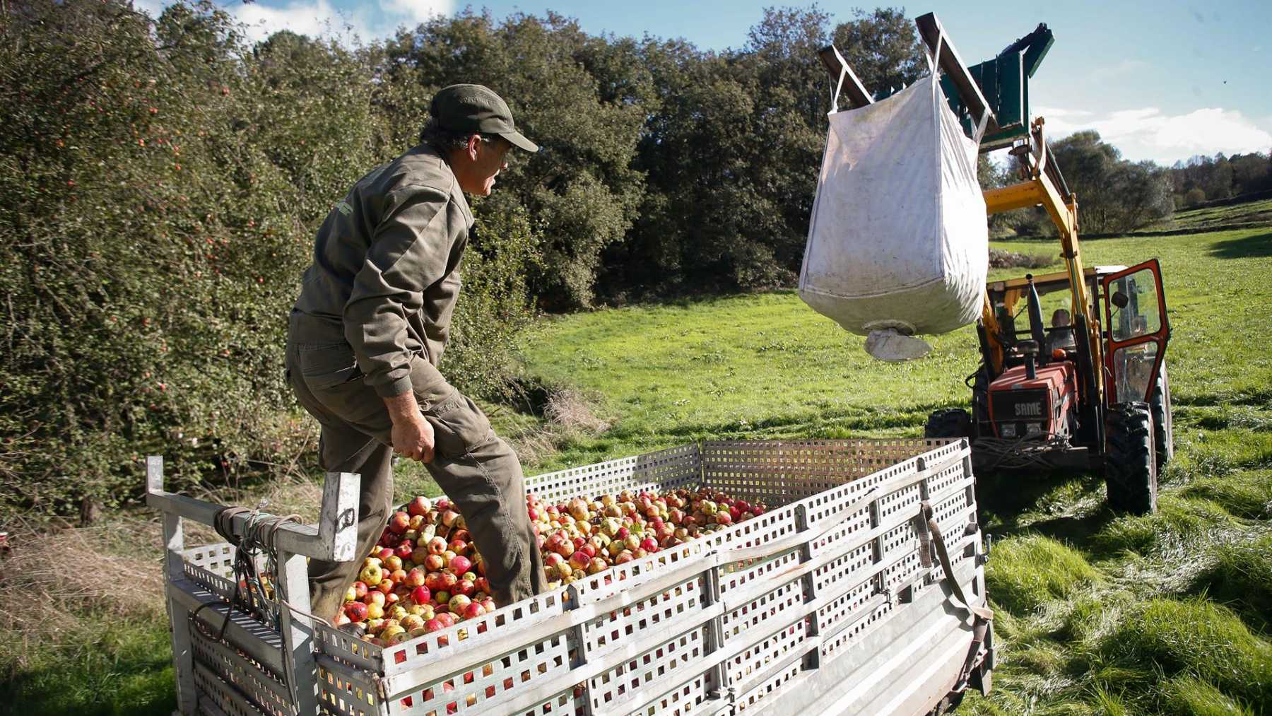 Varias personas recogen manzanas. (Europa Press)