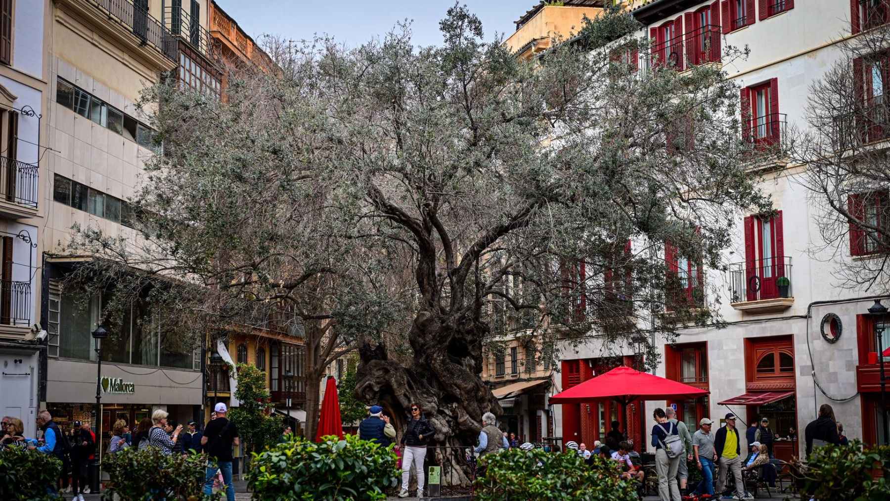 El centenario olivo de la Plaza de Cort de Palma, en cuidados intensivos por los ataques de la cochinilla