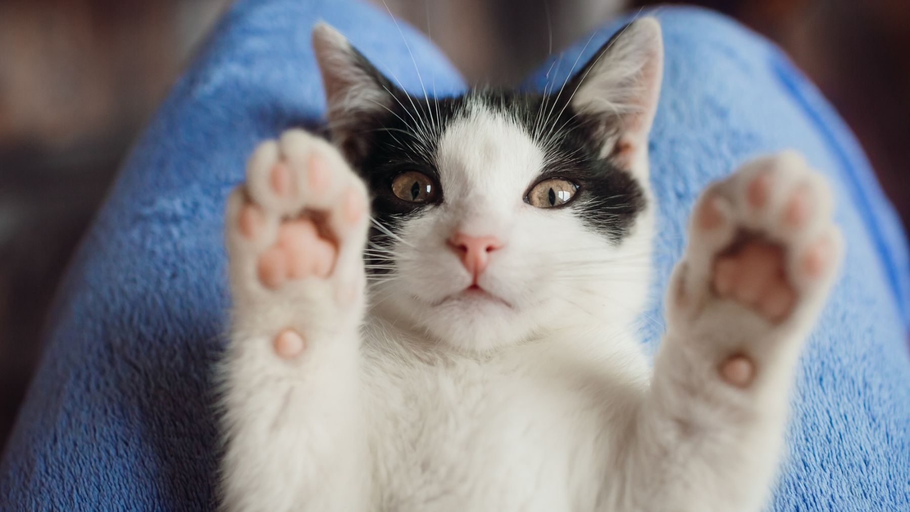 ¿Por qué los gatos tienen almohadillas en las patas? Los expertos en veterinaria saben la respuesta