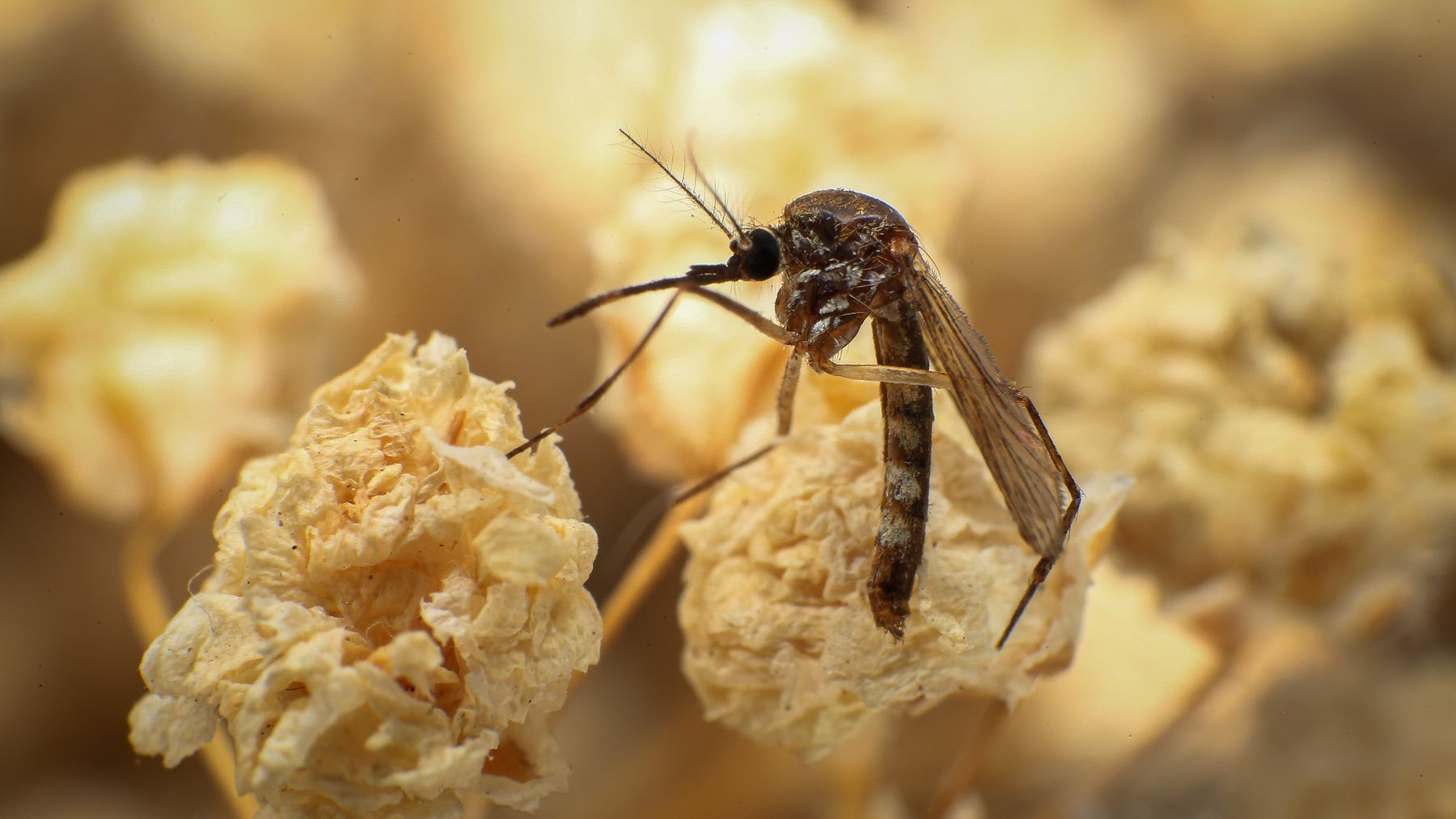 pesar de la presencia de estos insectos, la investigación en curso no ha hallado por el momento portadores de patógenos que podrían comprometer la salud de la avifauna.