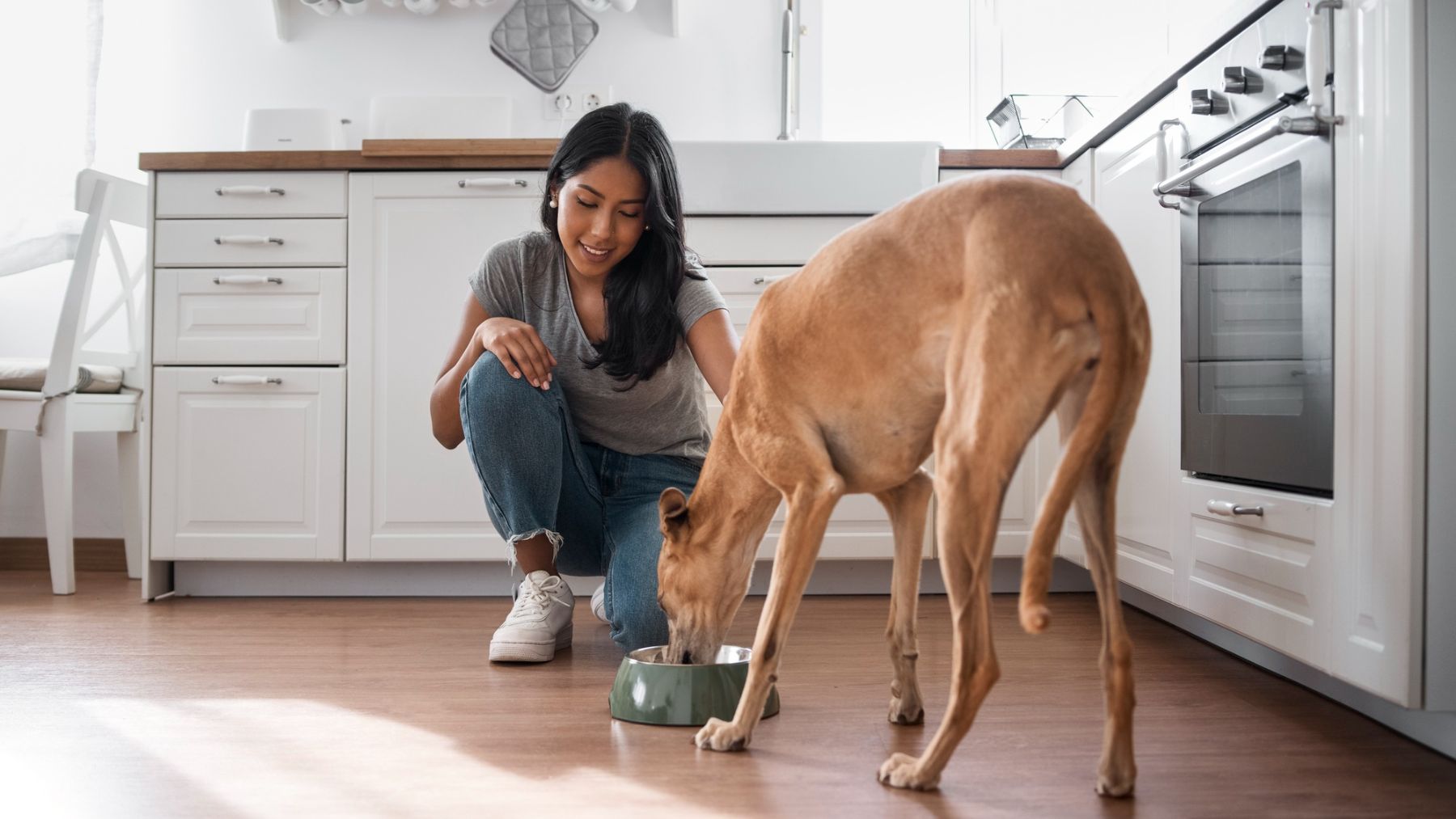 Un perro comiendo. Foto: Freepik