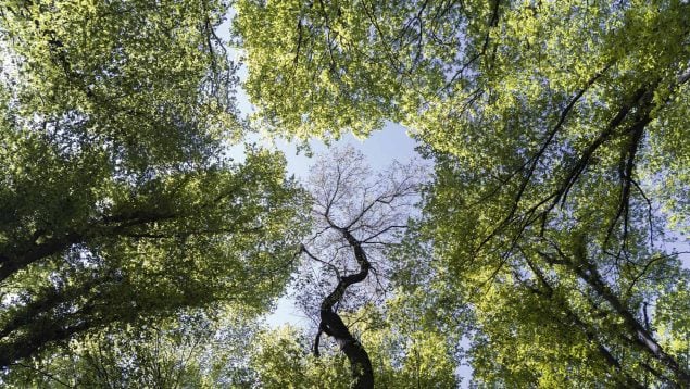 árboles, bosque, naturaleza, verde