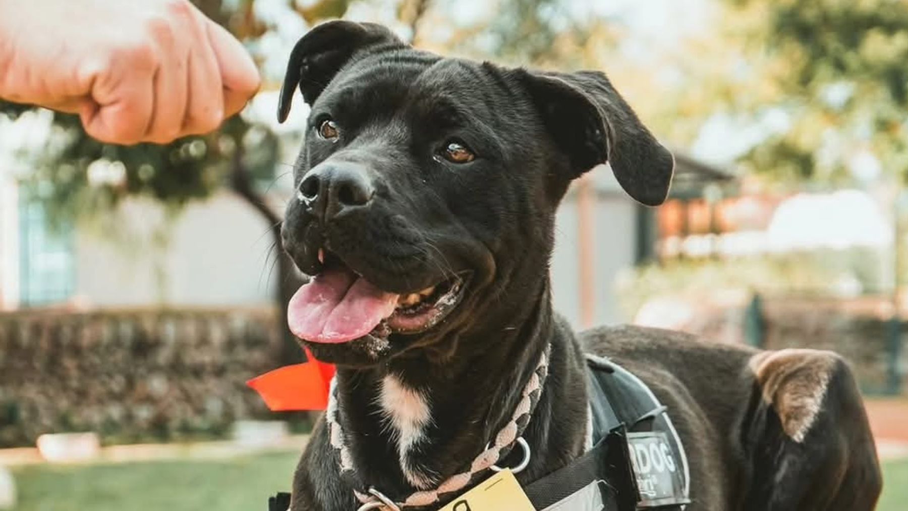 Uno de los perros que desfilarán el próximo 8 de marzo en el Centro de Son Reus.