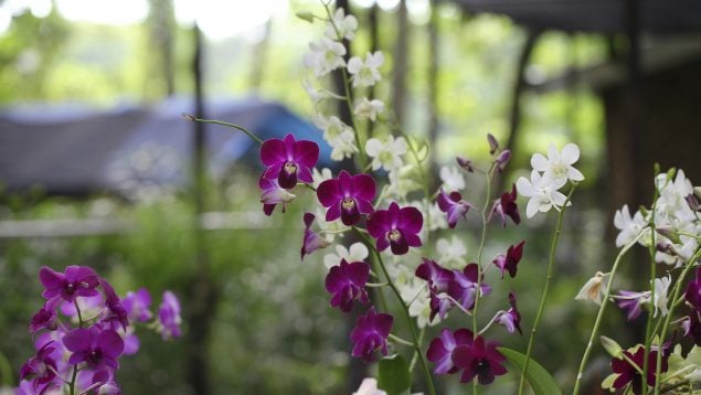 orquideas, flores