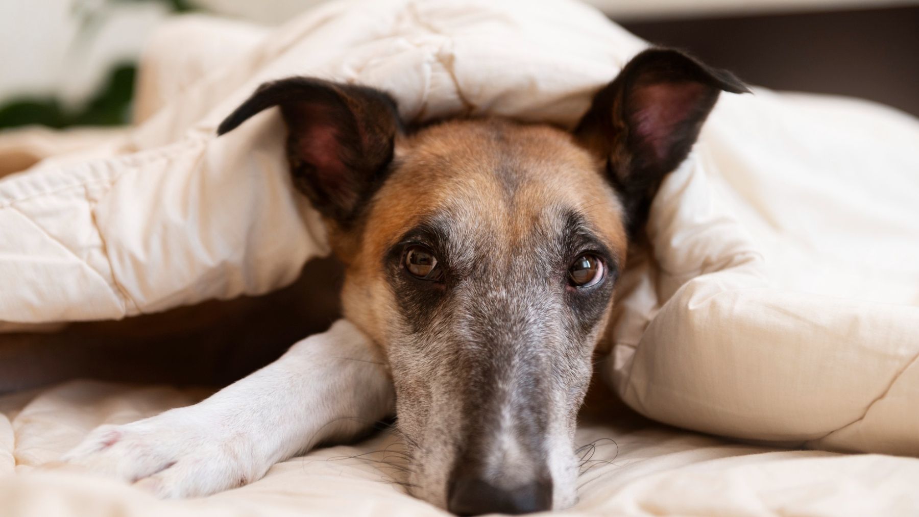 Un perro asustado. Foto: Freepik