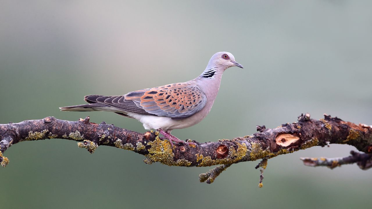 Tórtola europea, Streptopelia turtur