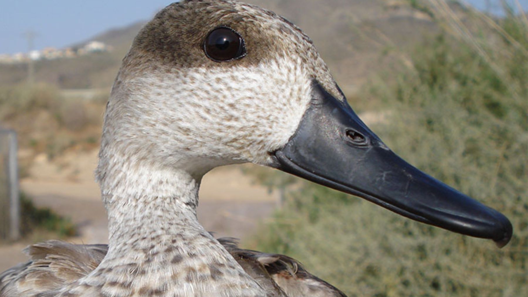 En 2013 sólo quedaban 30 parejas en España: esta especie ya no se puede mantener por sí sola, según WWF