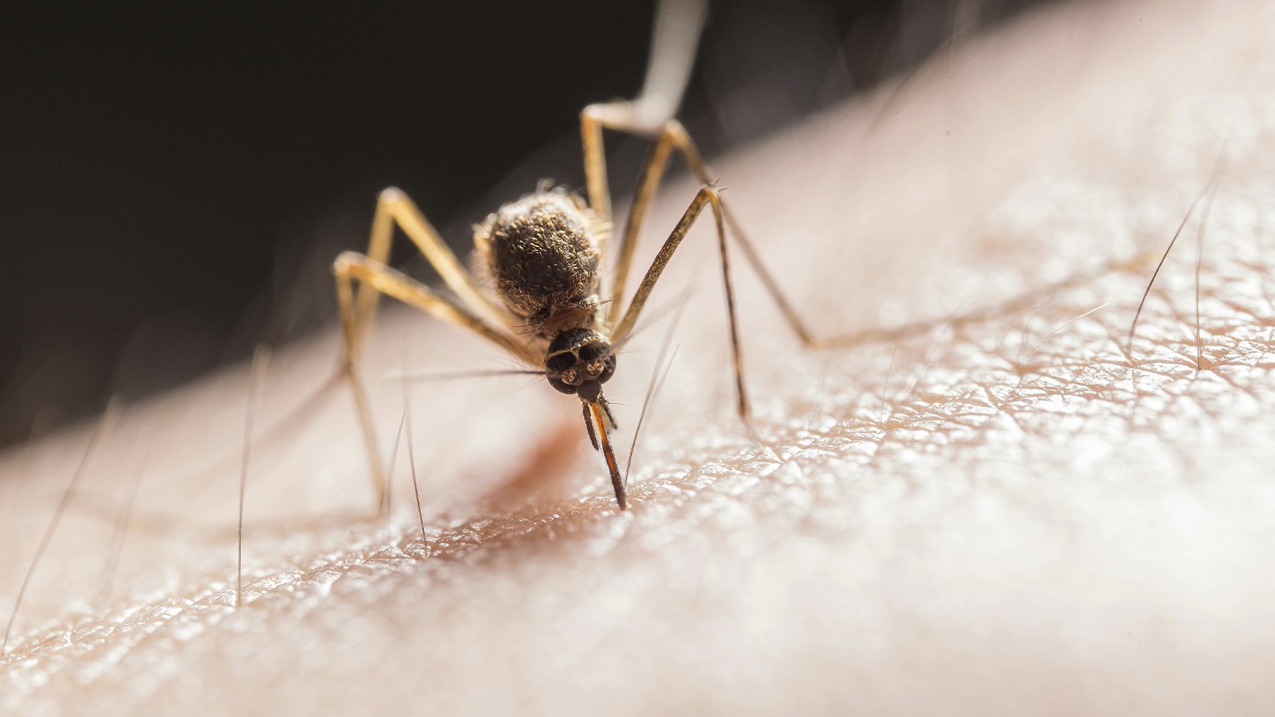 El truco infalible para hacer un repelente de insectos natural en casa que funciona de verdad