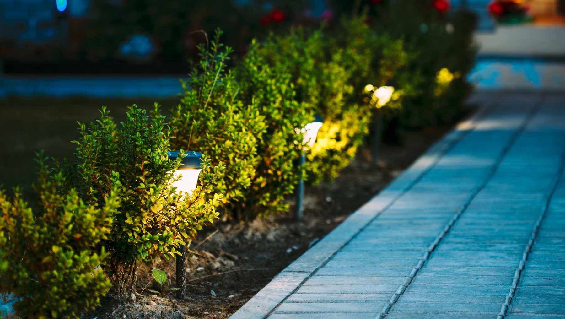 ¿Es posible que las plantas crezcan en la oscuridad?