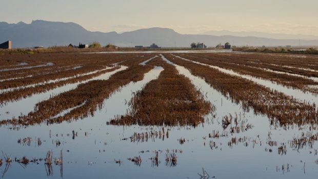 Campo de arroz