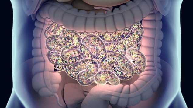 microbiota intestinal