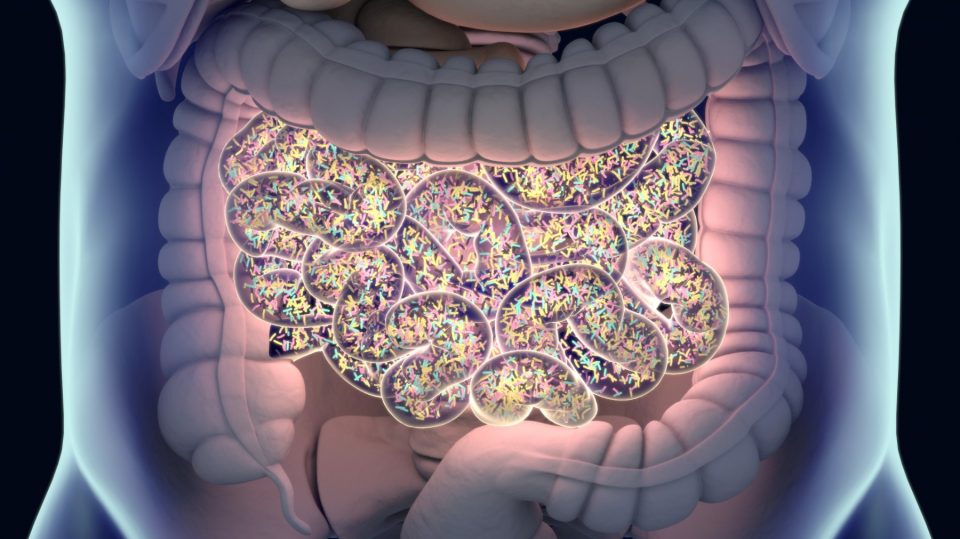 Microbiota y longevidad: esto es lo que debes comer para vivir más años