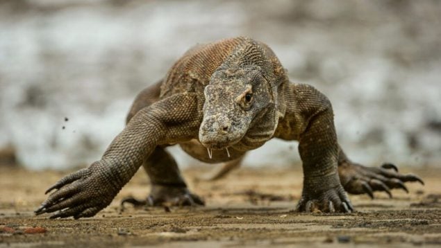 Dinosaurios, animal, dragón de Komodo