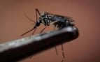 Mosquito del dengue, animales, insectos, mosquitos