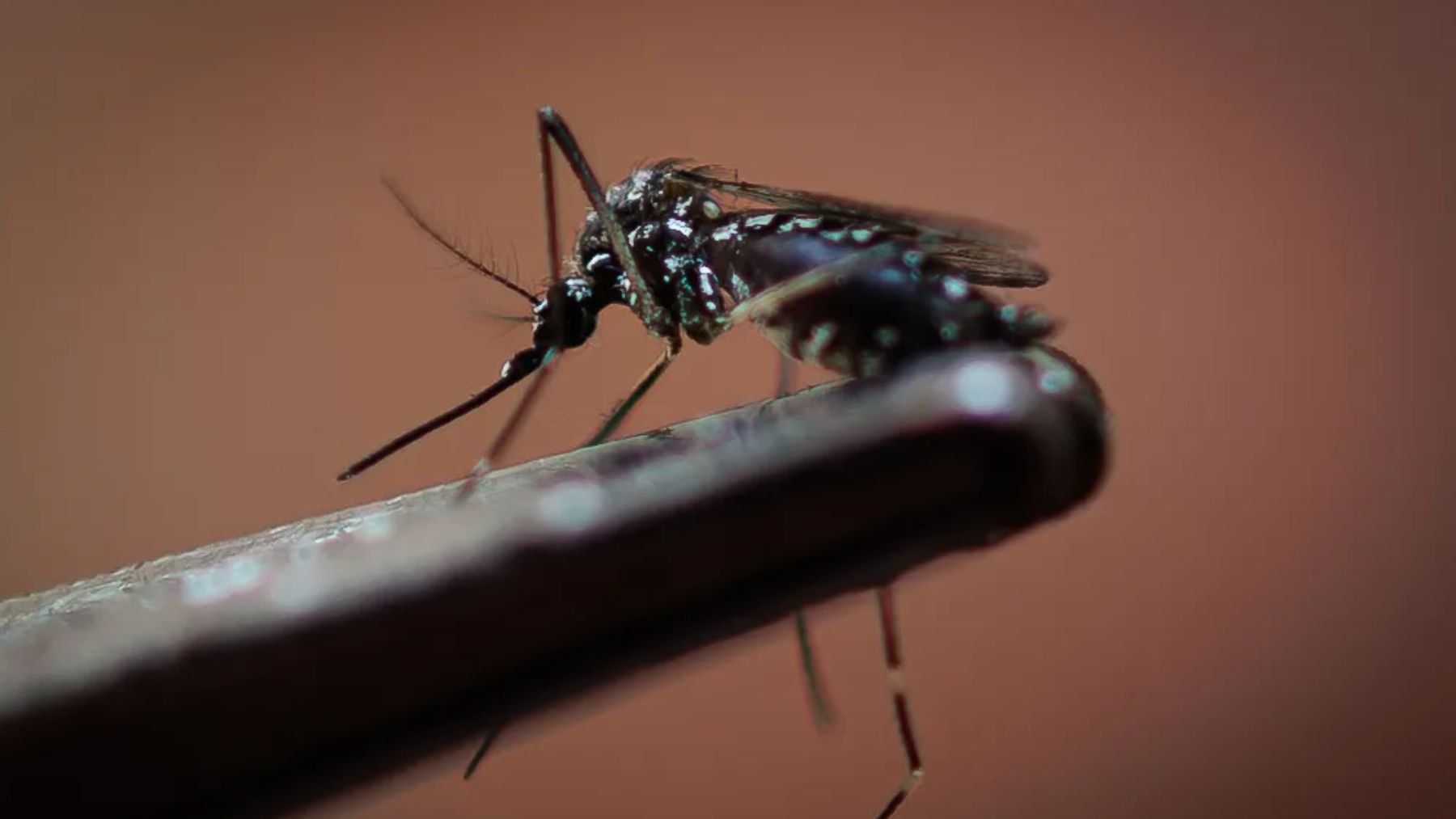 Mosquito transmisor del dengue (Aedes aegypti). Foto: EFE/ Isaac Fontana