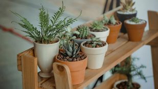 Plantas crezcan, hogar, jardinería