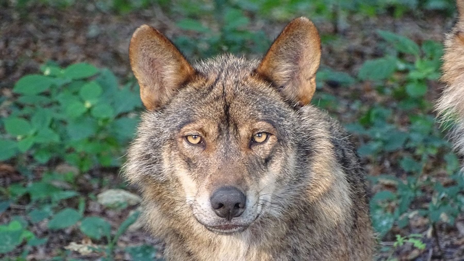 Los ataques de lobo en Castilla y León aumentaron un 47% desde su inclusión como especie protegida