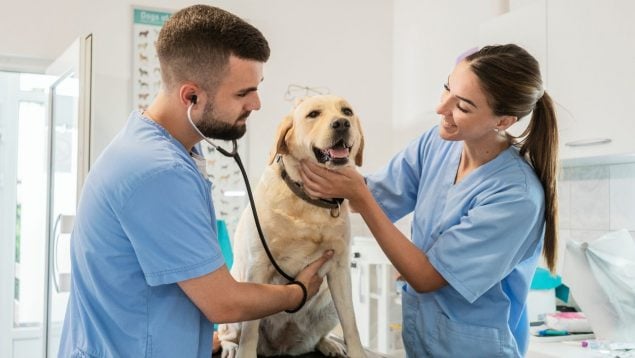 Dueños de perros y gatos