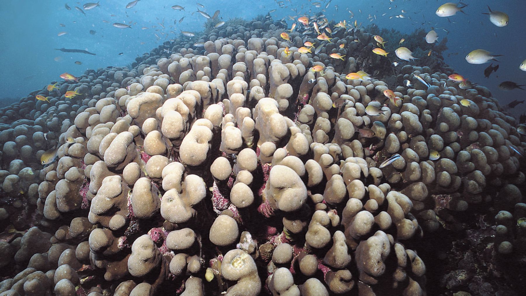 Coral Pavona Clavus. Foto: Corals of the World / Charlie Veron