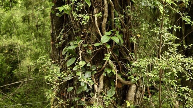 Planta capaz de ver, planta con visión, descubrimiento científico vegetal, hallazgo científico en plantas, planta más increíble del mundo.