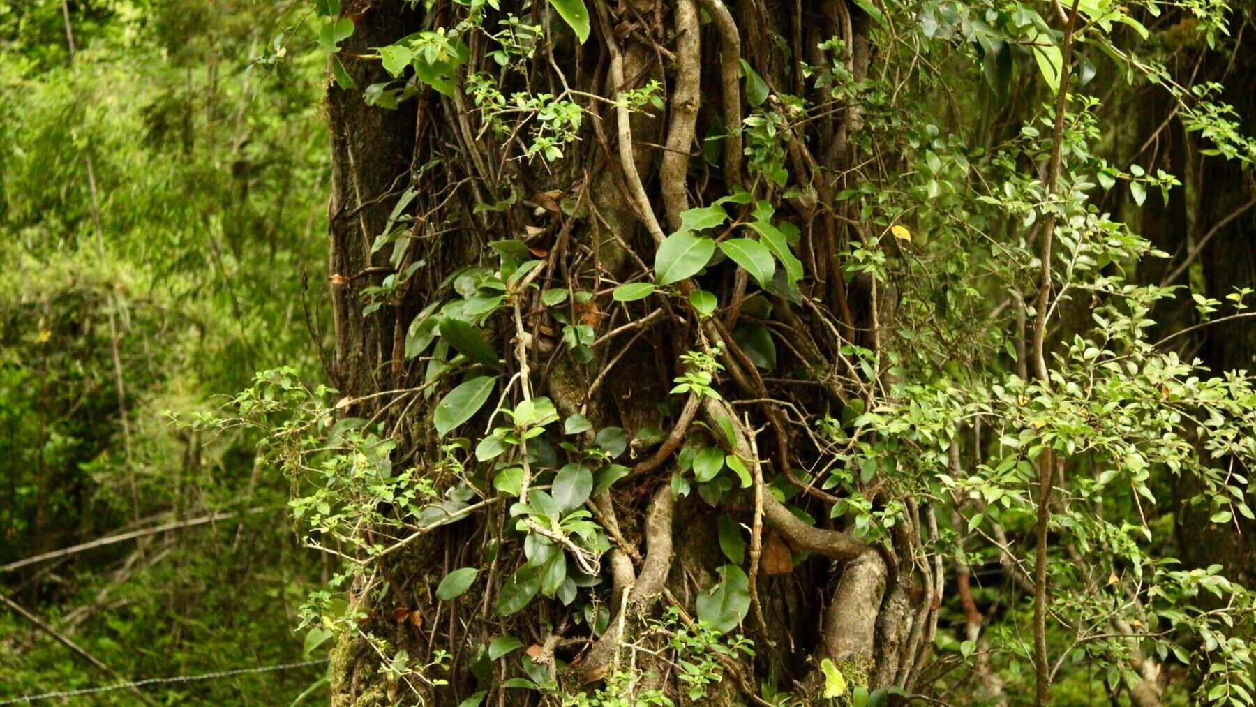 Boquila trifoliata. Foto: Revista Endémico.