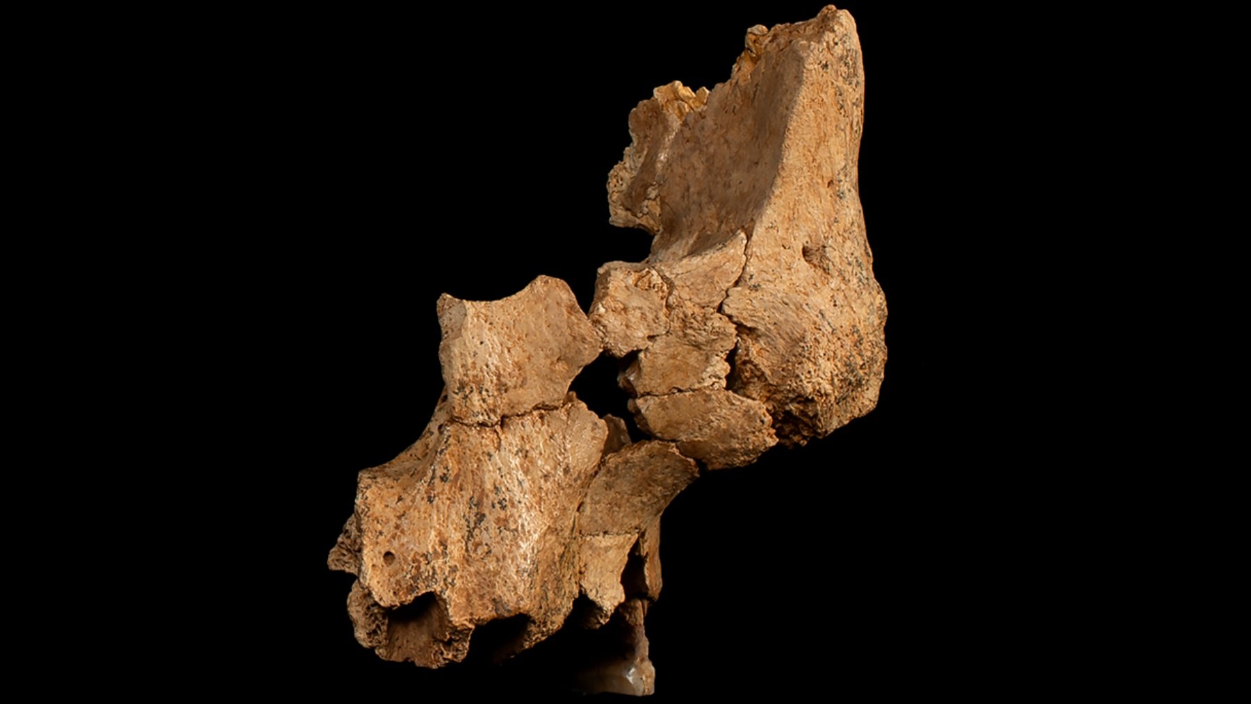 Fragmento encontrado en Atapuerca.