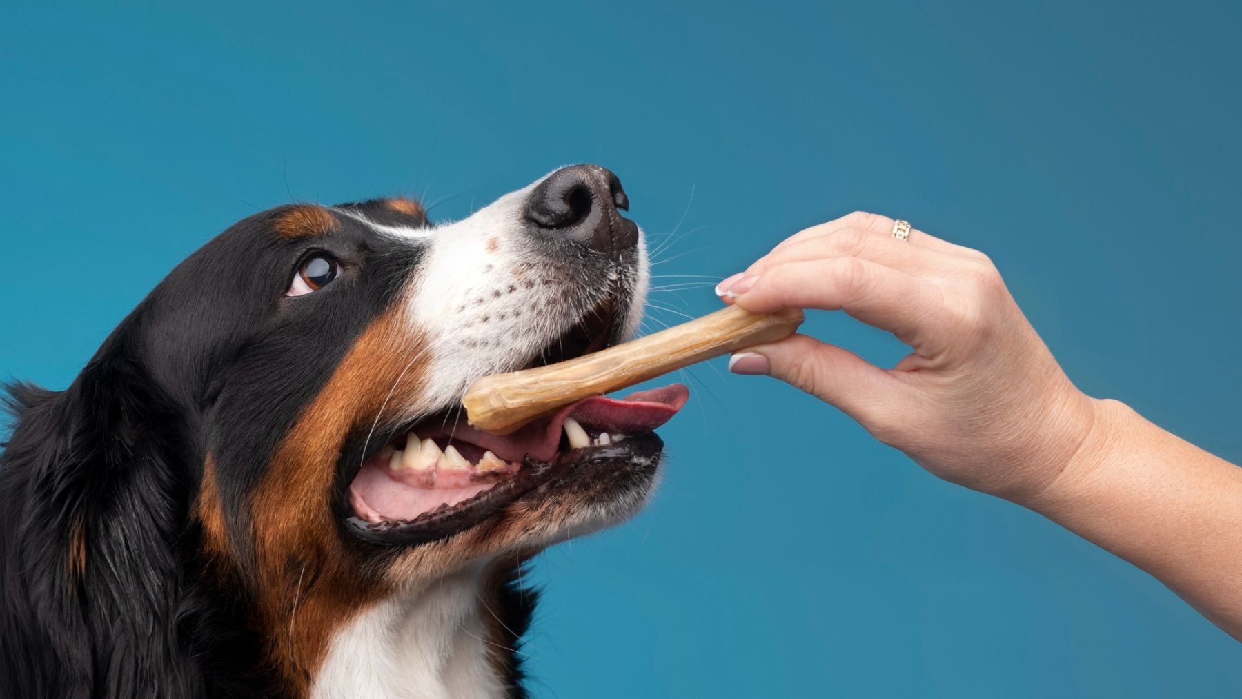 Un perro comiendo. Foto: Freepik