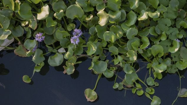 especie invasora, camalote, planta exótica