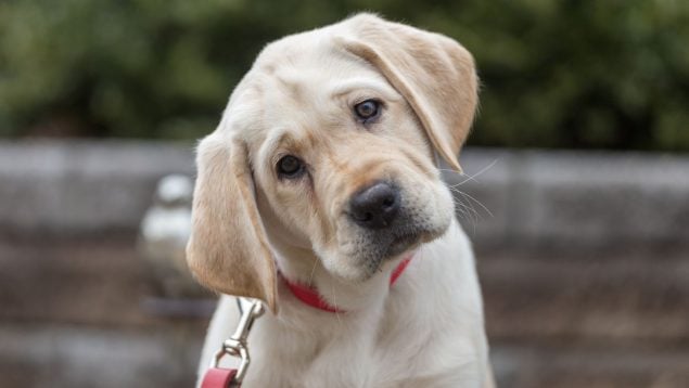 El perro inclina la cabeza