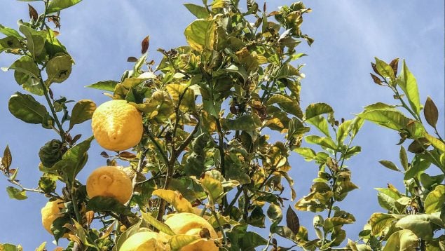 Hojas amarillas en tu limonero, árbol, limones, limonero