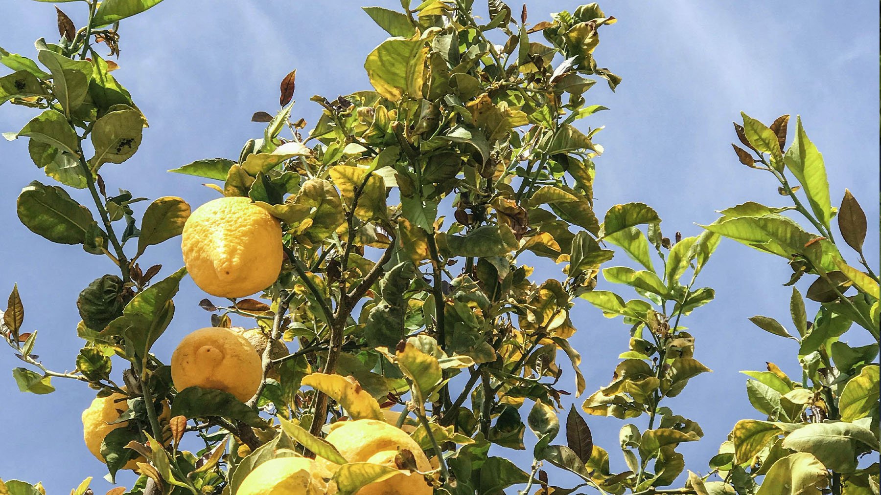 Limonero. Foto: Pexels.