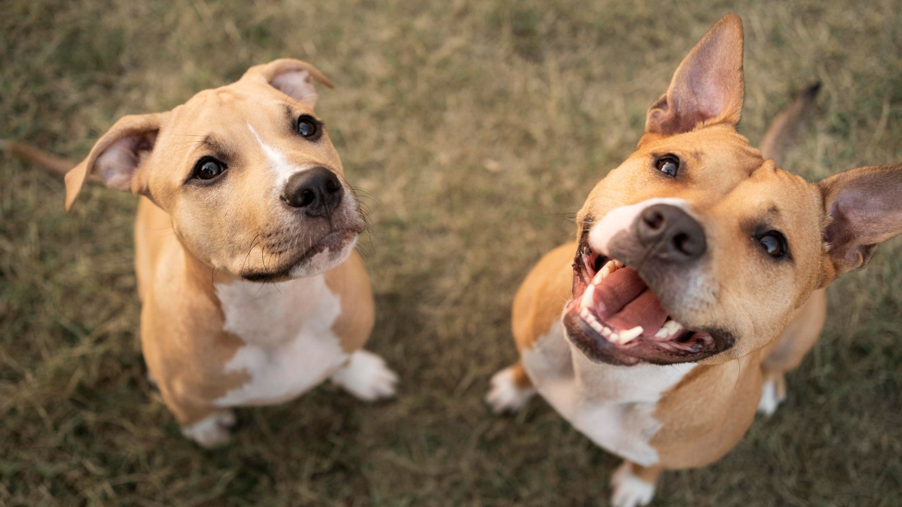 Un nuevo estudio afirma que los perros parpadean más cuando ven a otros perros hacerlo