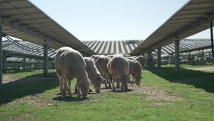 Dos plantas fotovoltaicas extremeñas de Iberdrola elegidas como ejemplos de restauración ecológica