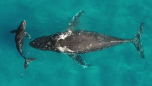 El asombroso viaje de la orina de las ballenas: abona océanos y facilita aguas cristalinas