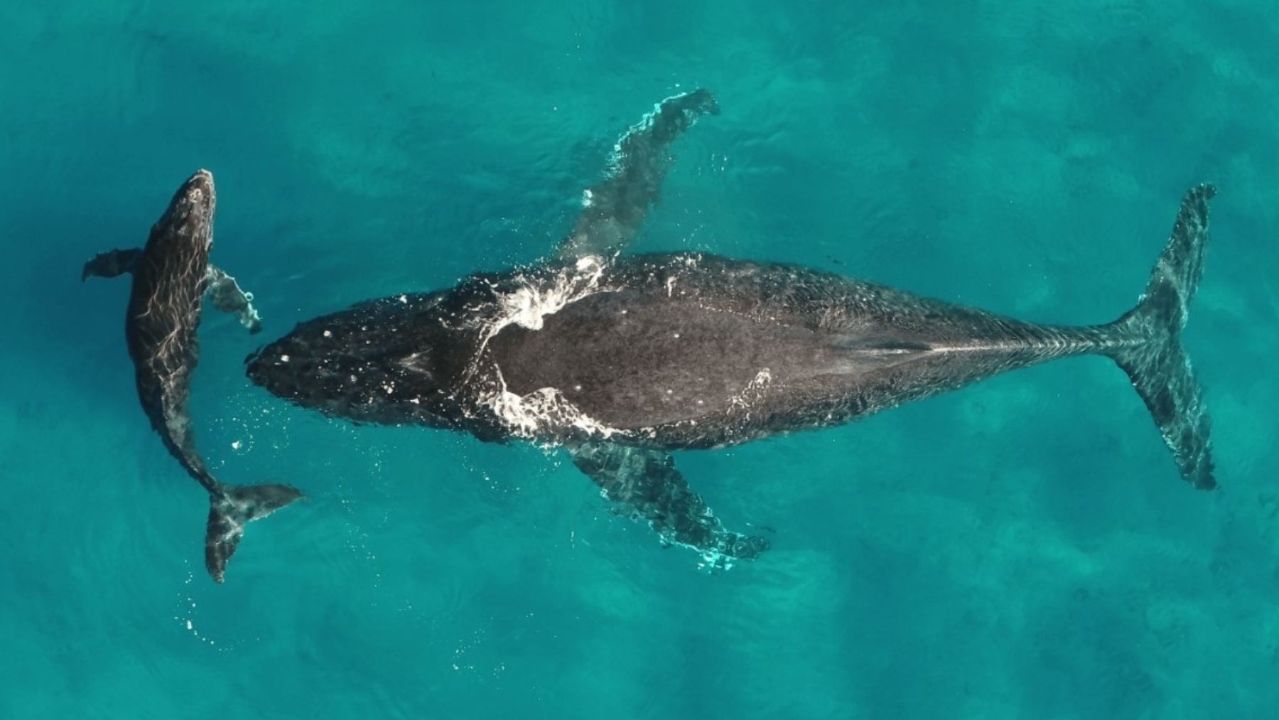 Ballenas jorobadas. (Foto Universidad de Vermont)