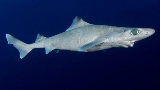 Tiburones mar balear