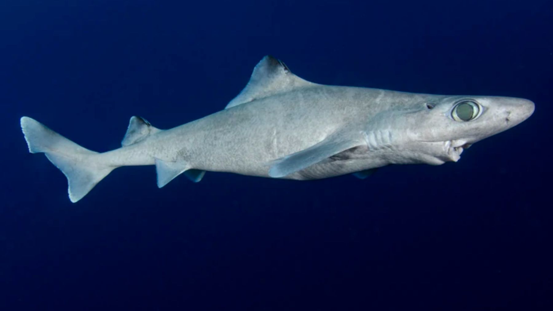 La mitad de los tiburones y rayas del mar balear están en peligro de extinción