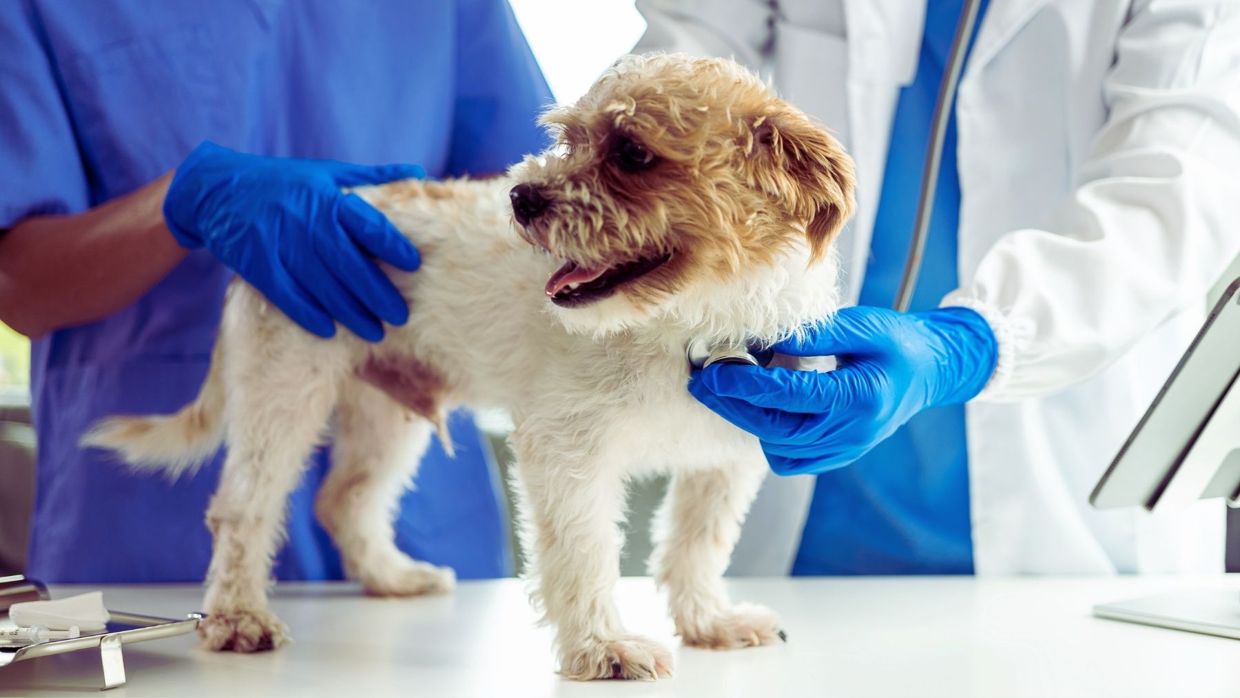 Los veterinarios advierten: si tu perro tiene estos síntomas podría necesitar atención urgente