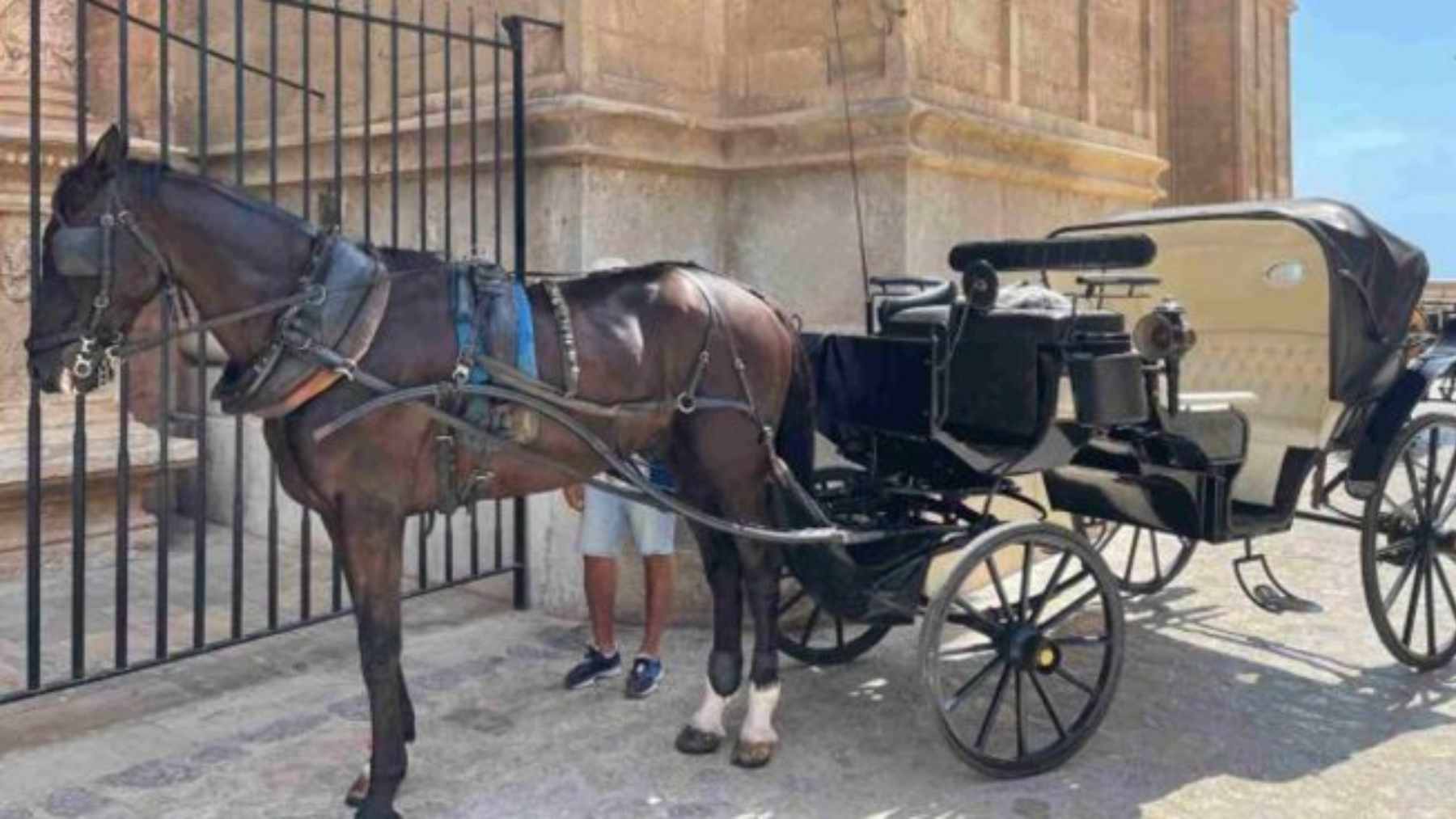 Una calesa frente a la Catedral de Palma.