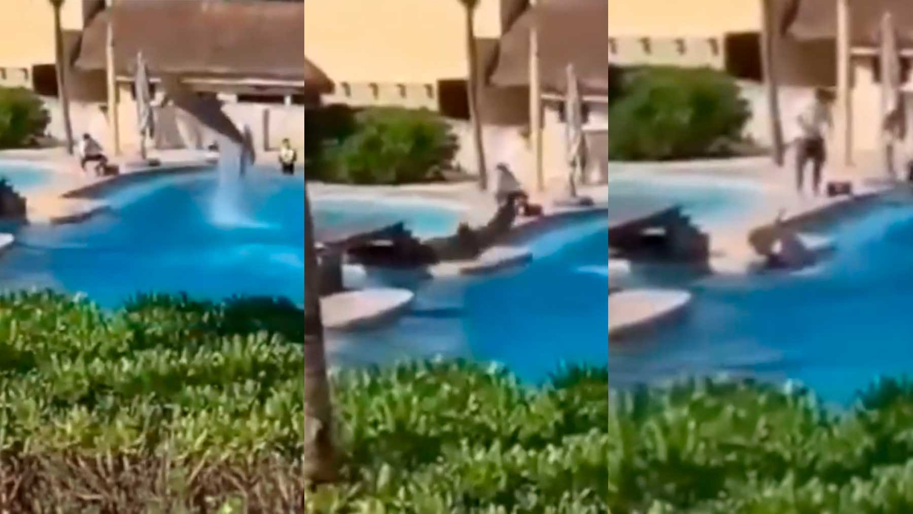 Momento en el que el delfín Mincho impacta contra el hormigón fuera de la piscina en el delfinario del hotel Barceló Riviera Maya