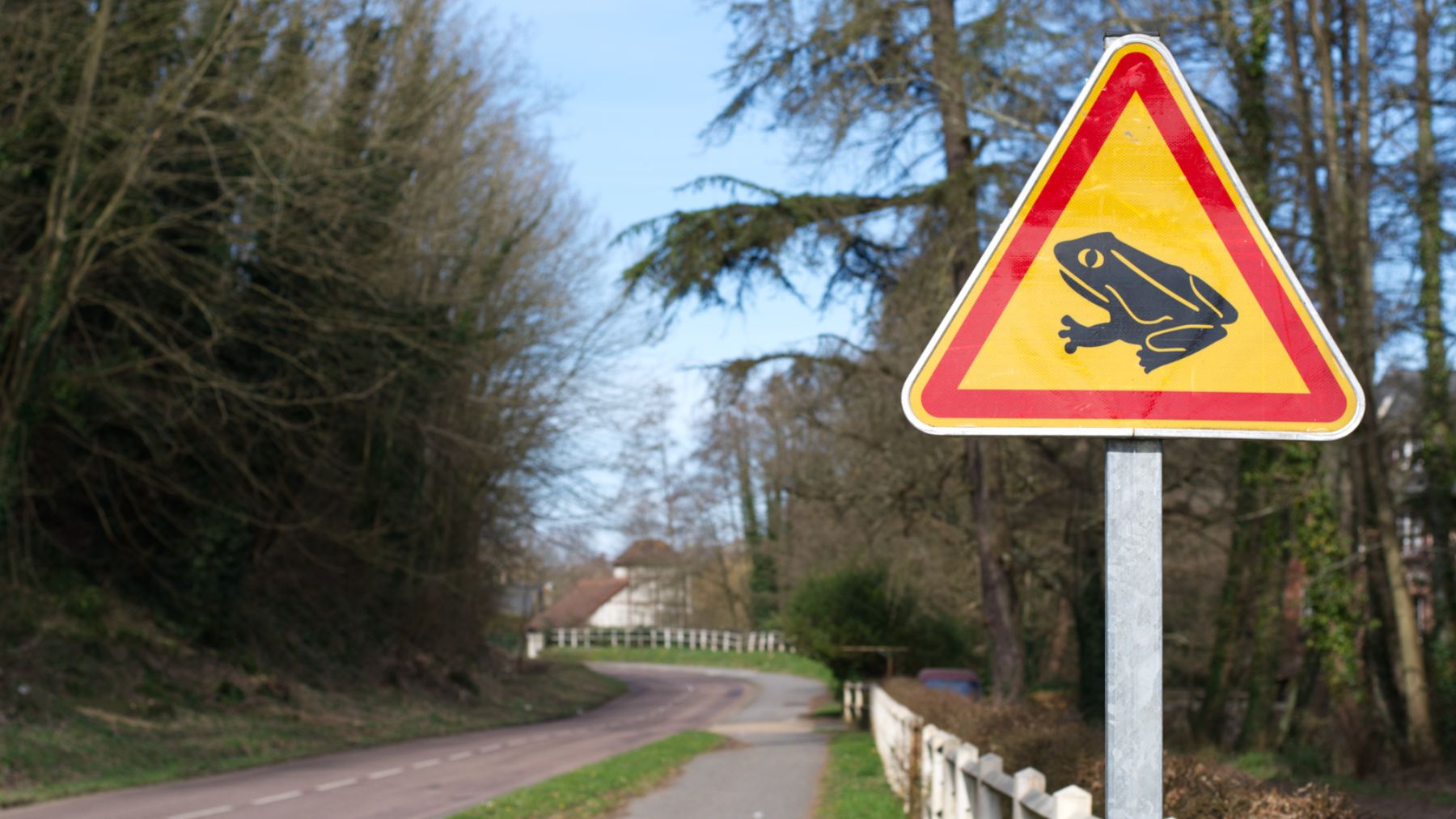 Los anfibios son las principales víctimas de los atropellos en las carreteras españolas