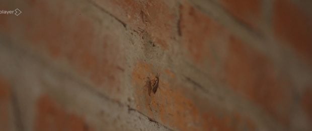 Un insecto se cuela en la comida de Batalla de restaurantes (Atresmedia).