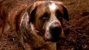 Cujo