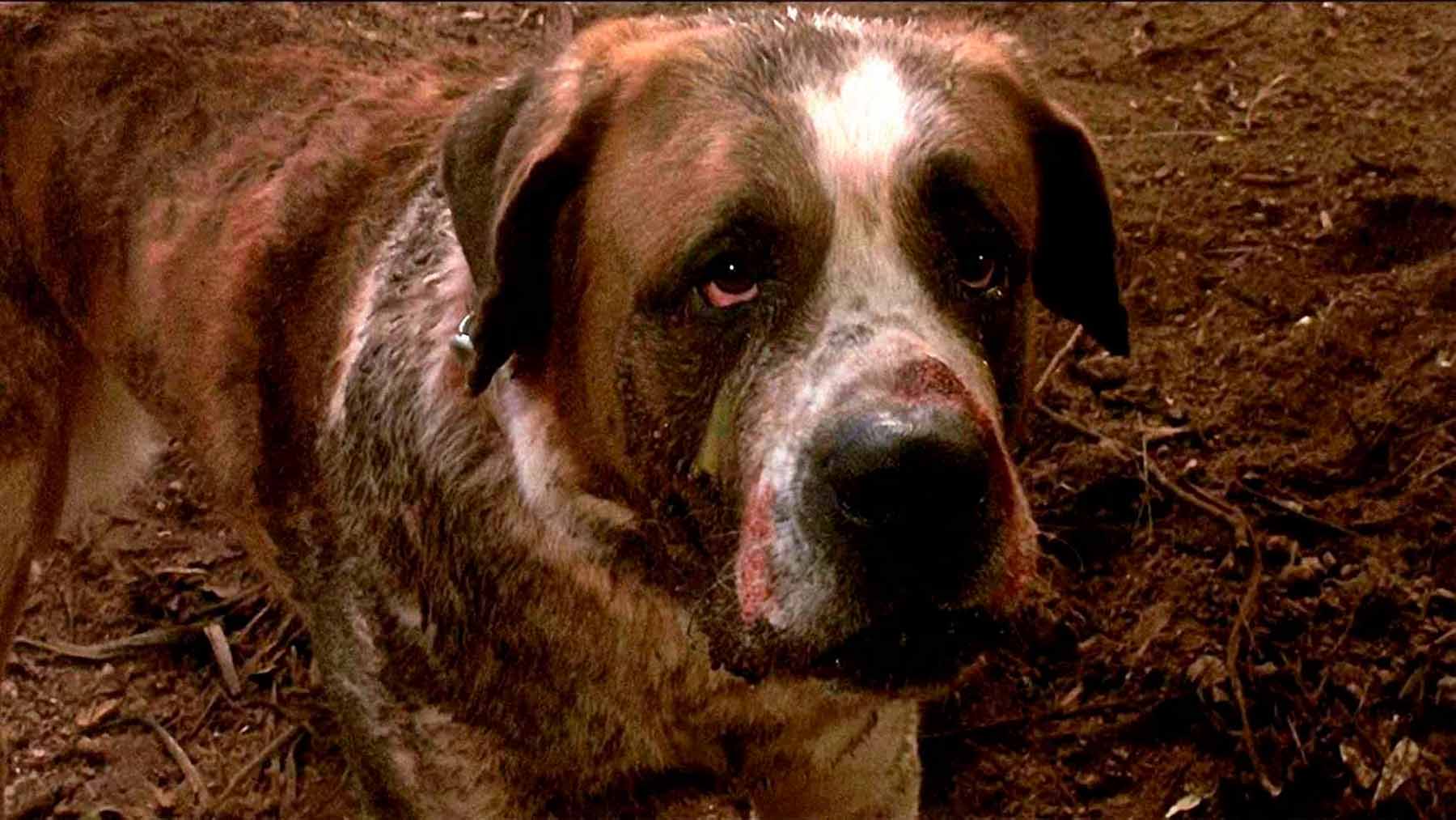 ‘Cujo’ (Warner Bros).