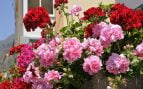 Geranios, plantas, truco, jardinería