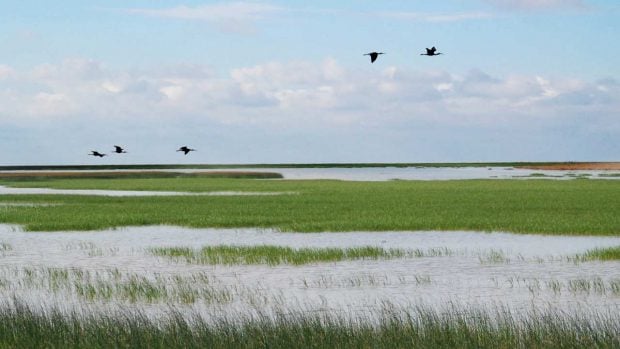 Marismas de Doñana