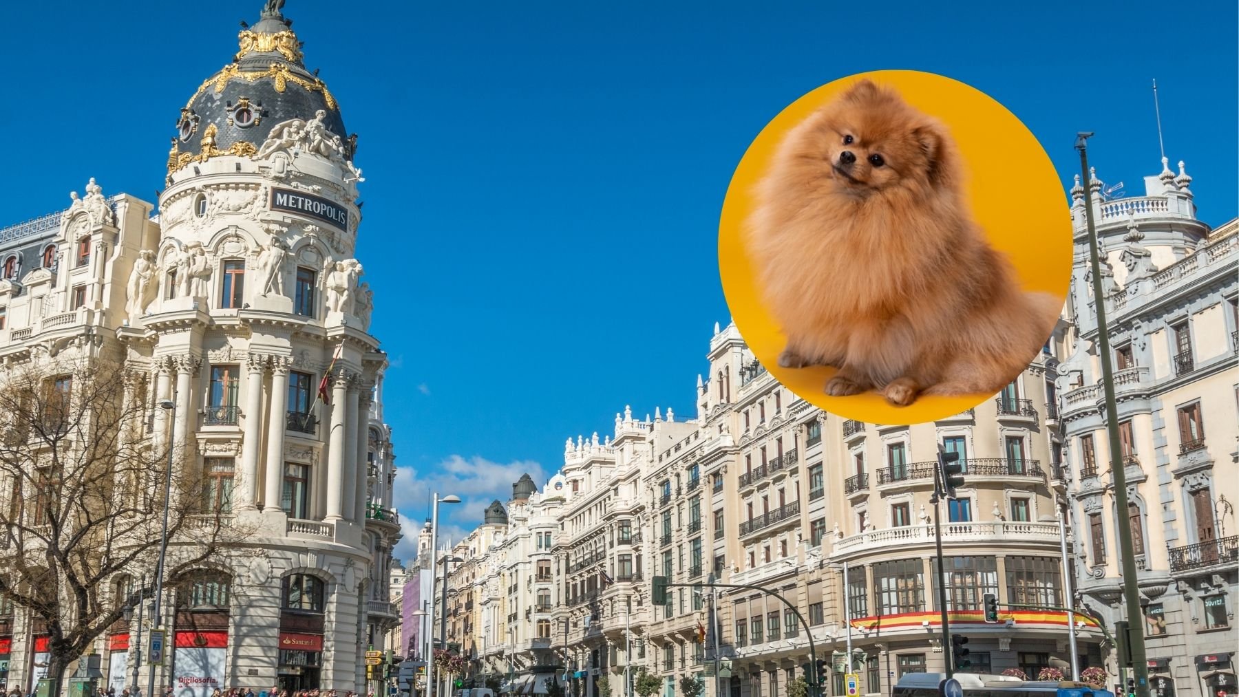 Ni Chamberí ni Retiro: éste es el barrio de Madrid con más perros por habitantes