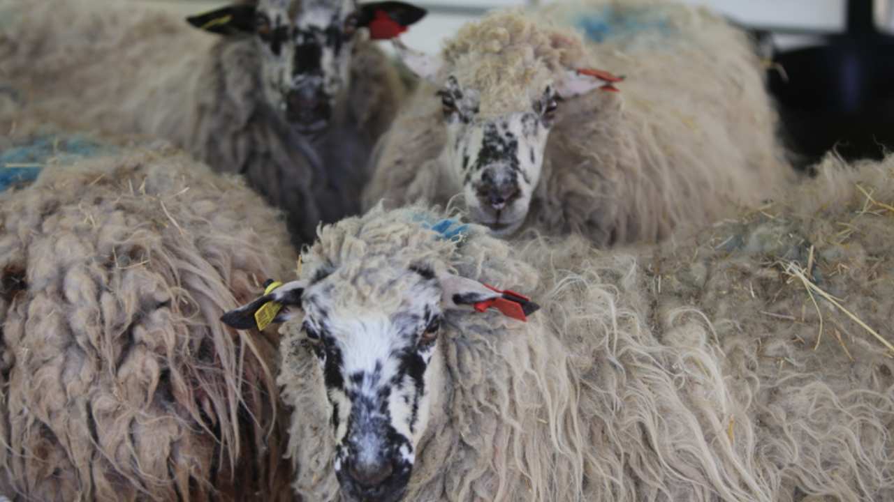 La exposición, organizada por RFEAGAS, contará con ejemplares de razas bovinas, ovinas, caprinas, aviares y caninas representativas del patrimonio genético español