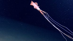 descubrimiento fauna marina, hallazgo histórico en el fondo del mar, descubren un espectacular calamar gigante, hallazgo sin precedentes de un animal gigante, científicos descubren un calamar gigante.